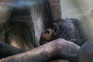 Mutterglück bei Bonobo-Dame Liboso